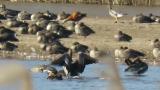 Male Ruddy Shelduck, foraging and walking