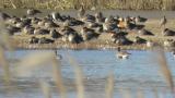 Male Ruddy Shelduck, walking and resting again