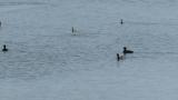 Little Grebes and Eurasian Coots