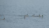 Little Grebes