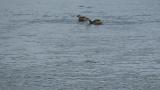 Little Grebes