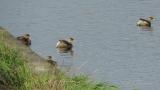 Little Grebes