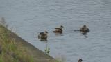 Little Grebes