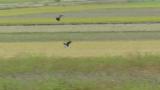 Northern Lapwings in flight