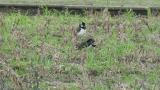 Northern Lapwings, preening