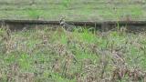 Northern Lapwings, preening and walking