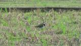 Northern Lapwing, preening