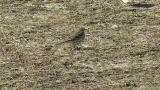 Buff-bellied Pipit