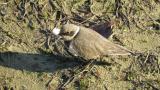 Little Ringed Plover