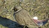 Little Ringed Plover