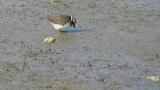 Common Ringed Plover, foraging