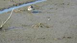 Common Ringed Plover, foraging