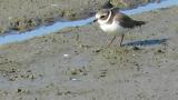 Common Ringed Plover, foraging