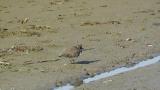 Common Ringed Plover, foraging