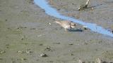 Long-billed Plover, foraging