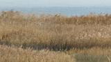 Saunders's Gull in flight