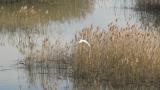 Saunders's Gull in flight (foraging)