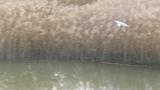 Saunders's Gull in flight (foraging)