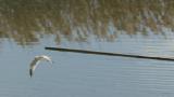 Saunders's Gull caught a crab and ate it