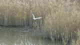 Saunders's Gulls in flight (foraging)
