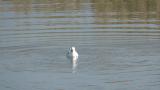 Saunders's Gull took flight after eating a crab