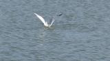 Saunders's Gull ate a crab and took flight