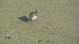 Foraging Temminck's stint