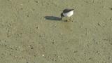Foraging Temminck's stint