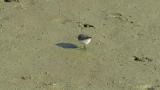 Foraging Temminck's stint, quick walking