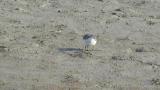 Foraging Temminck's stints, quick walking