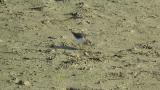 Foraging Temminck's stint, quick walking