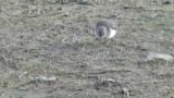 Foraging Temminck's stints