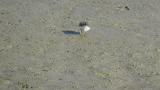 Foraging Temminck's stint