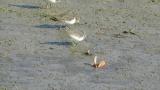 Foraging Temminck's stints, size comparison with Little Ringed Plover