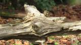 Rustic Buntings on a feeder