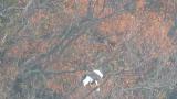 Steller's Sea Eagle eating a bird
