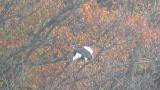 Steller's Sea Eagle eating a bird