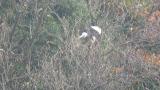Steller's Sea Eagle eating a bird