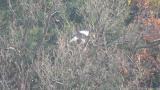 Steller's Sea Eagle eating a bird
