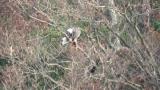 Steller's Sea Eagle eating a bird