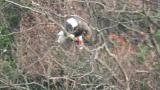 Steller's Sea Eagle eating a bird