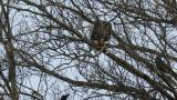 Steller's Sea Eagle eating a bird