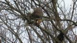 Steller's Sea Eagle eating a bird