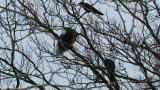 Steller's Sea Eagle eating a bird