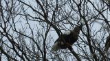 Steller's Sea Eagle eating a bird