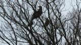 Steller's Sea Eagle eating a bird