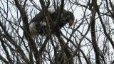 Steller's Sea Eagle eating a bird