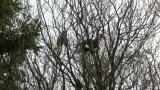 Steller's Sea Eagle eating a bird