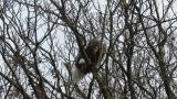 Steller's Sea Eagle eating a bird (finished eating)