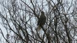 Steller's Sea Eagle after eating